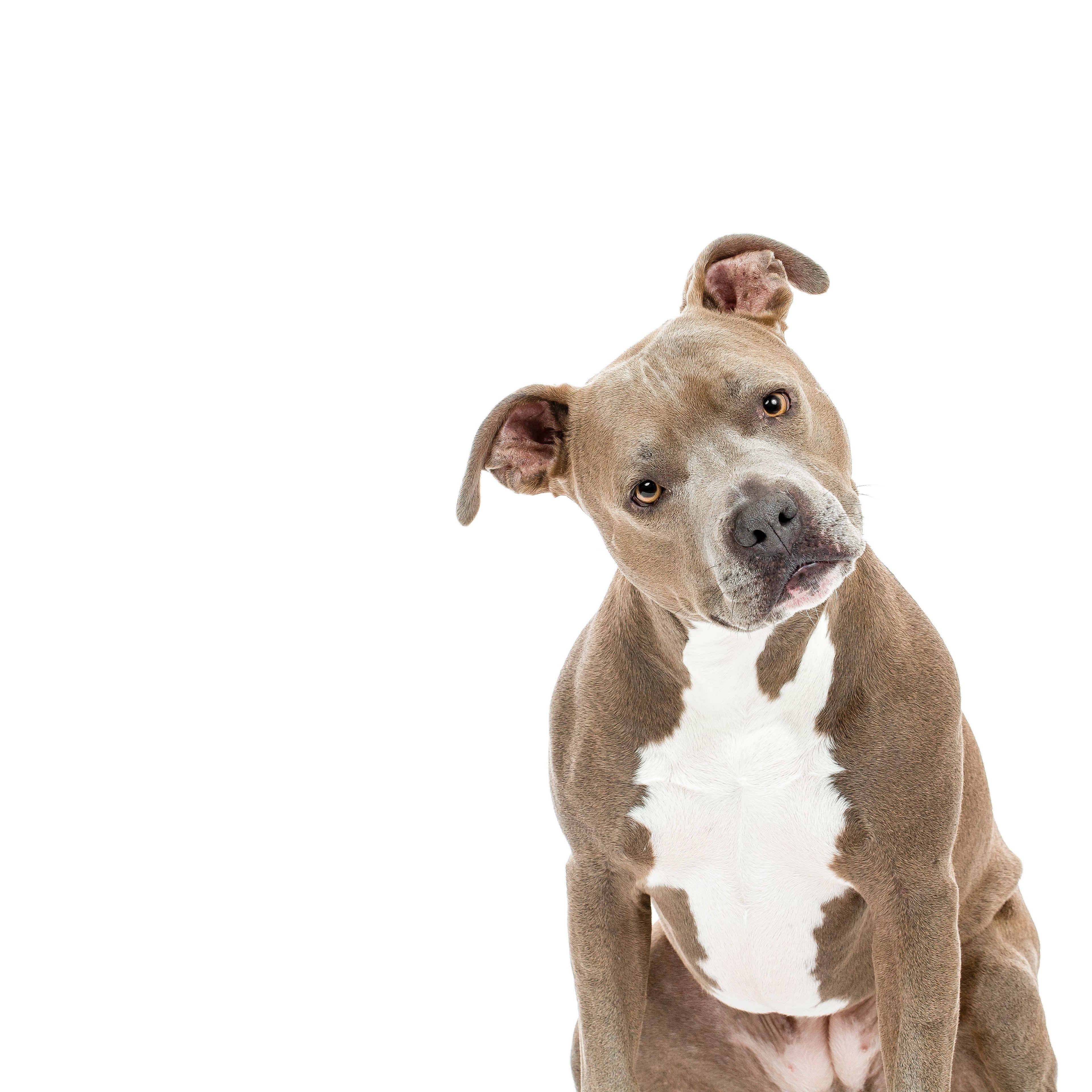 Helping You Live a Happy, Healthy Life with Your Forever DogNational Pit  Bull Awareness Month: A Celebration of “Pit Bull” Type Dogs