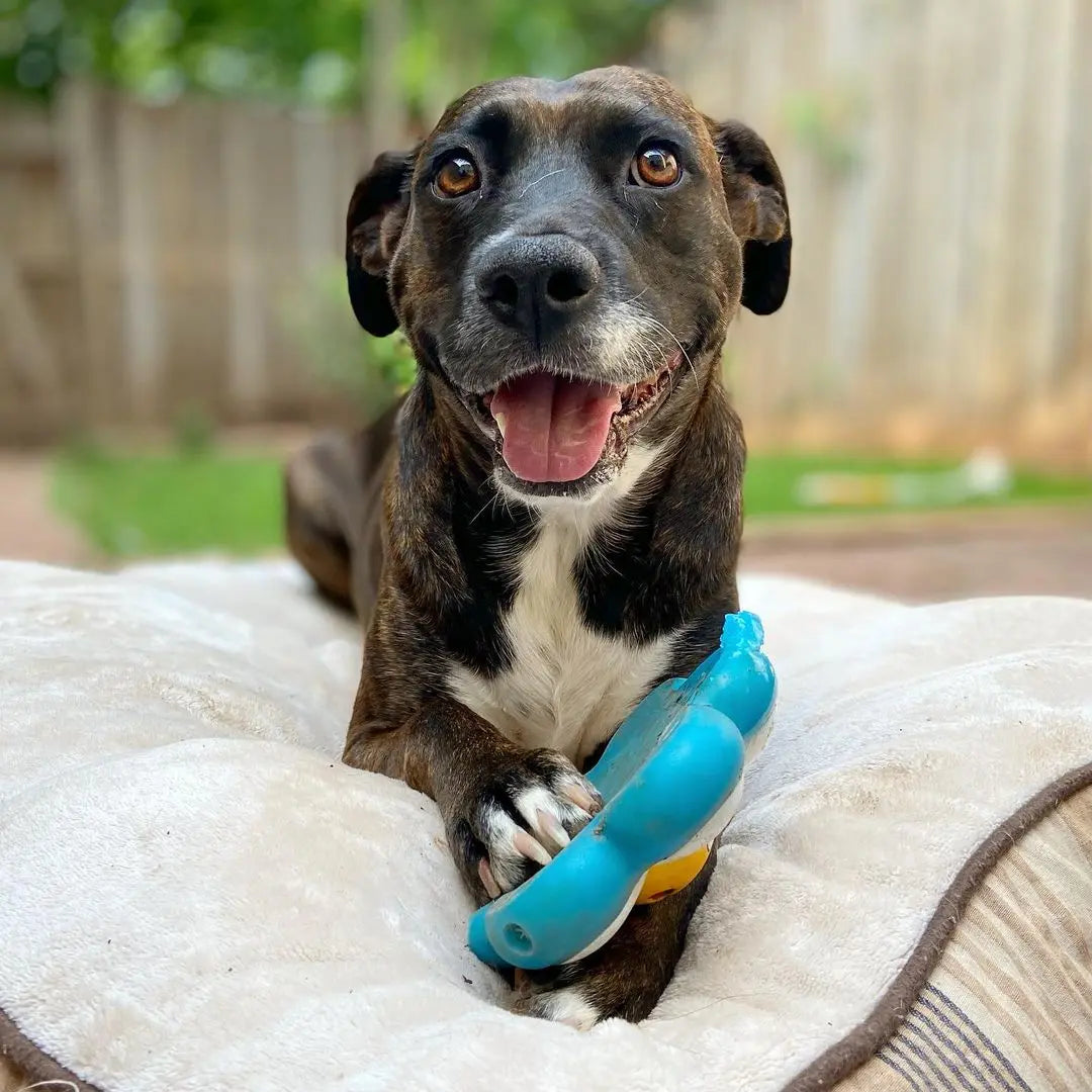 Rescue Stories Blog The Gentle Pit