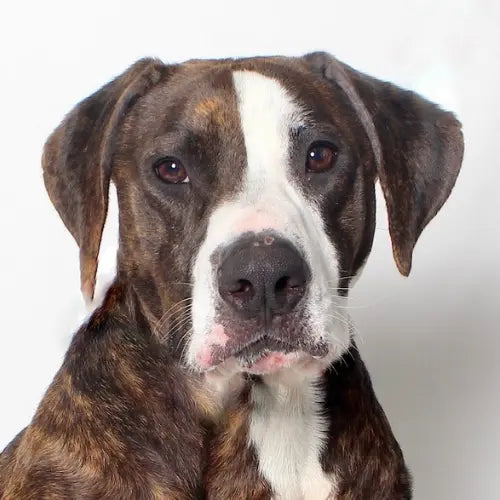 Pupdates The Gentle Pit