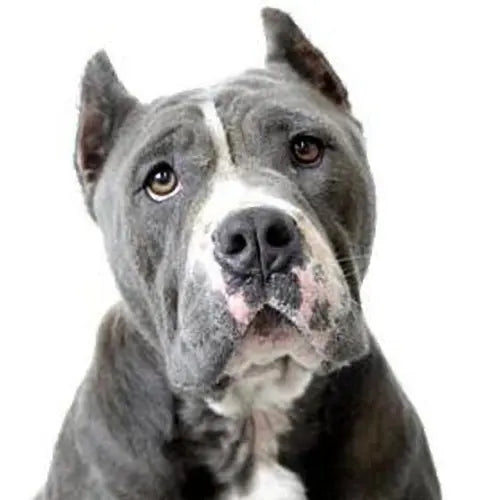 Pupdates The Gentle Pit