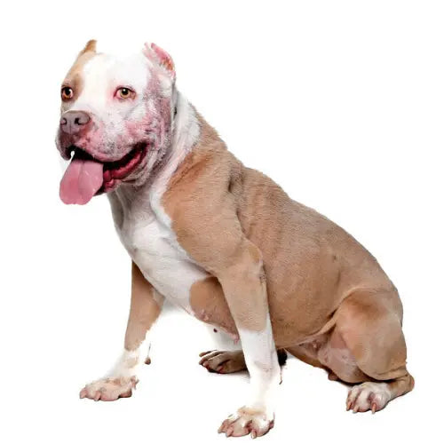 Pupdates The Gentle Pit