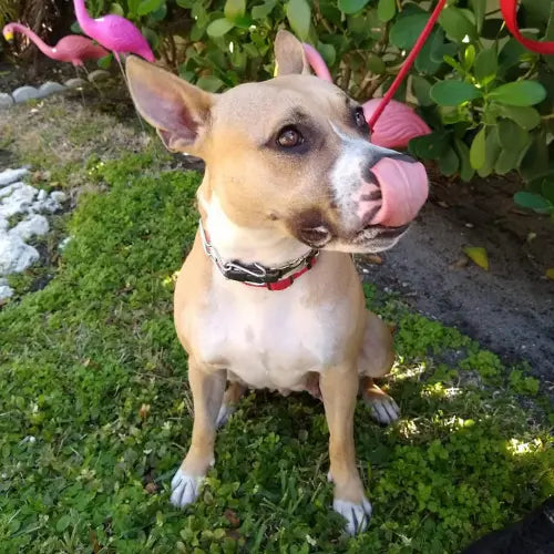 Pupdates The Gentle Pit