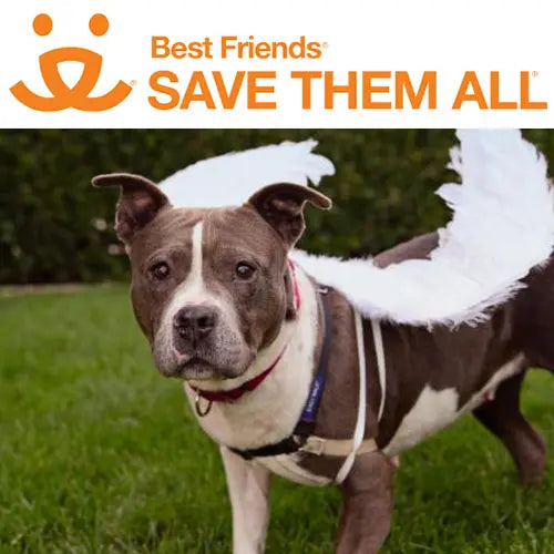 Pupdates The Gentle Pit