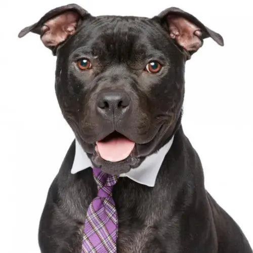 Pupdates The Gentle Pit