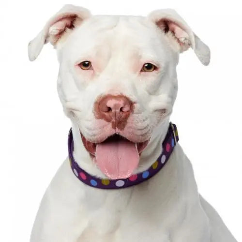 Pupdates The Gentle Pit