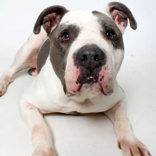 Pupdates The Gentle Pit