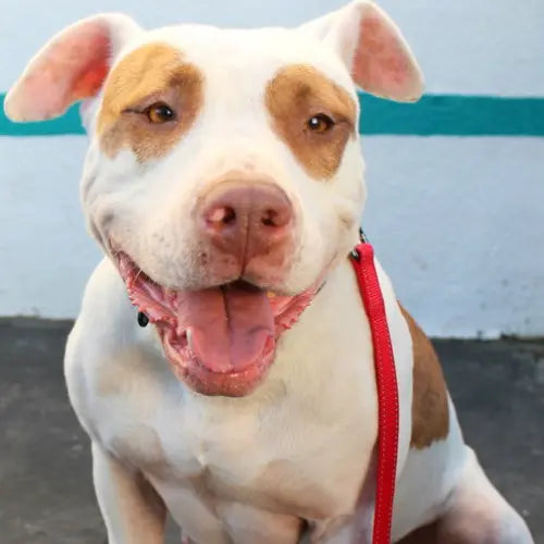 Pupdates The Gentle Pit