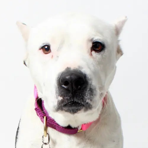 Pupdates The Gentle Pit