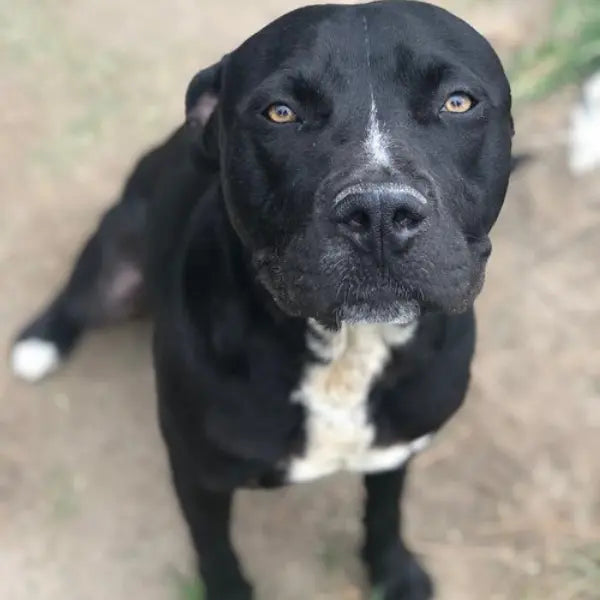 Pupdates The Gentle Pit