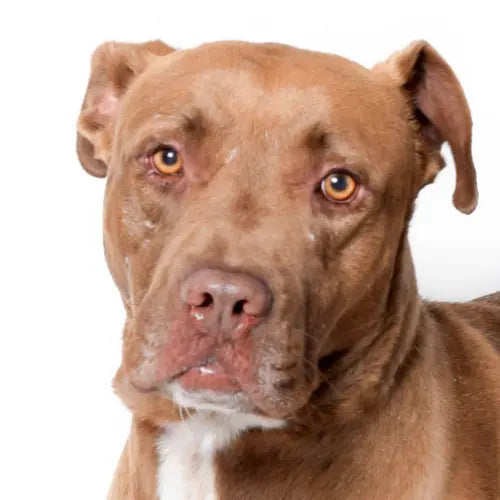 Pupdates The Gentle Pit