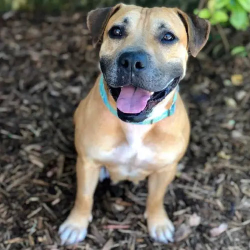 Pupdates The Gentle Pit