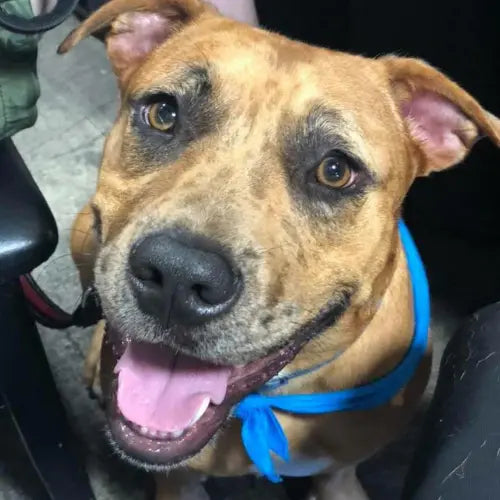 Pupdates The Gentle Pit