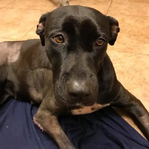 Pupdates The Gentle Pit