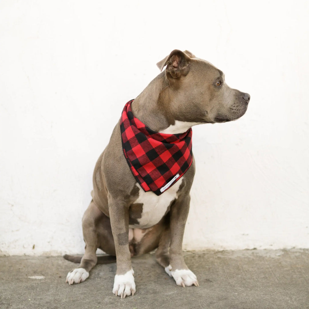 The Gentle Pit Blog The Gentle Pit