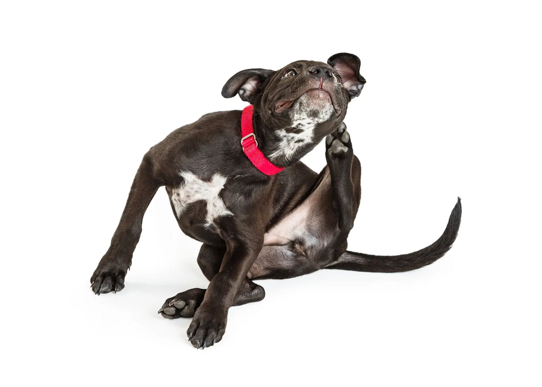 The Gentle Pit Blog The Gentle Pit