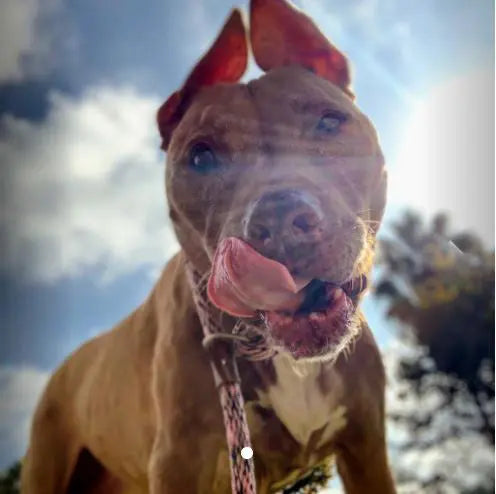 Pupdates The Gentle Pit