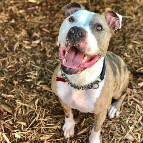 Pupdates The Gentle Pit