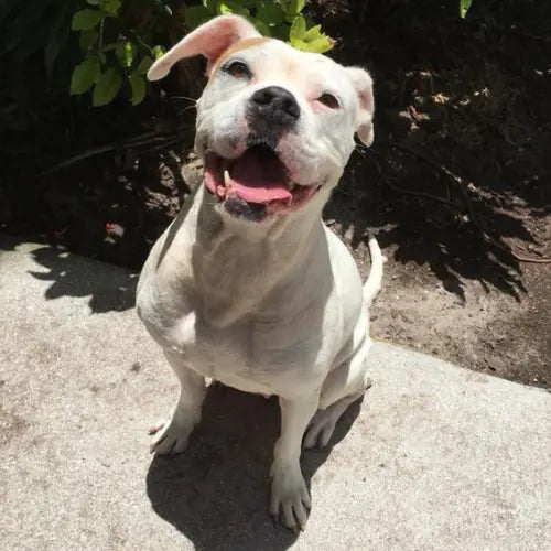 Pupdates The Gentle Pit