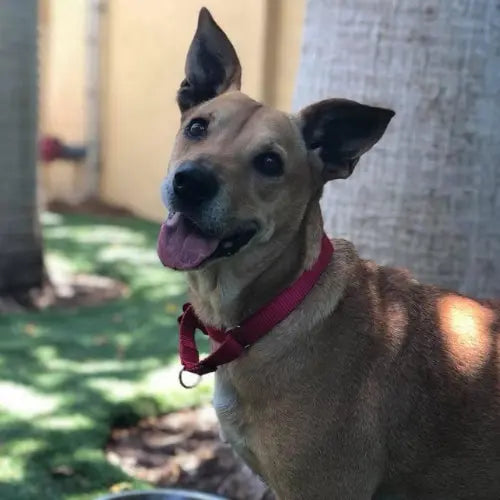 Pupdates The Gentle Pit