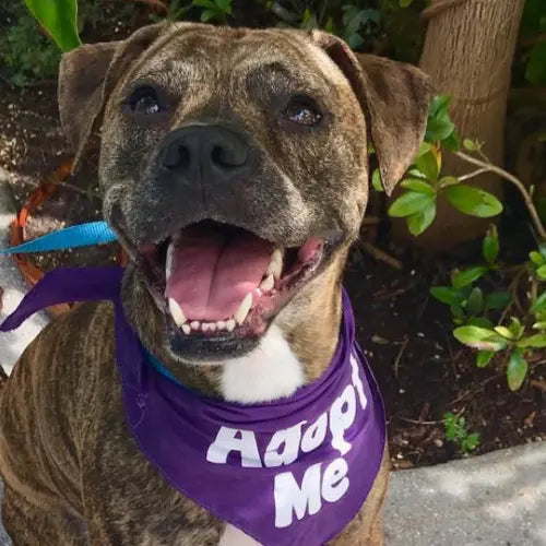 Pupdates The Gentle Pit