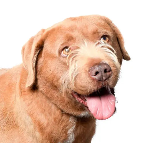 Pupdates The Gentle Pit