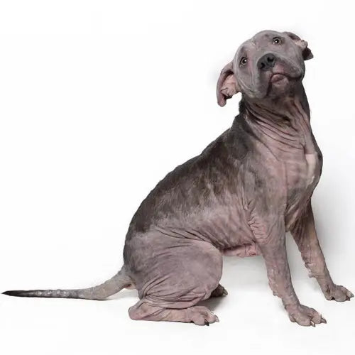 Pupdates The Gentle Pit