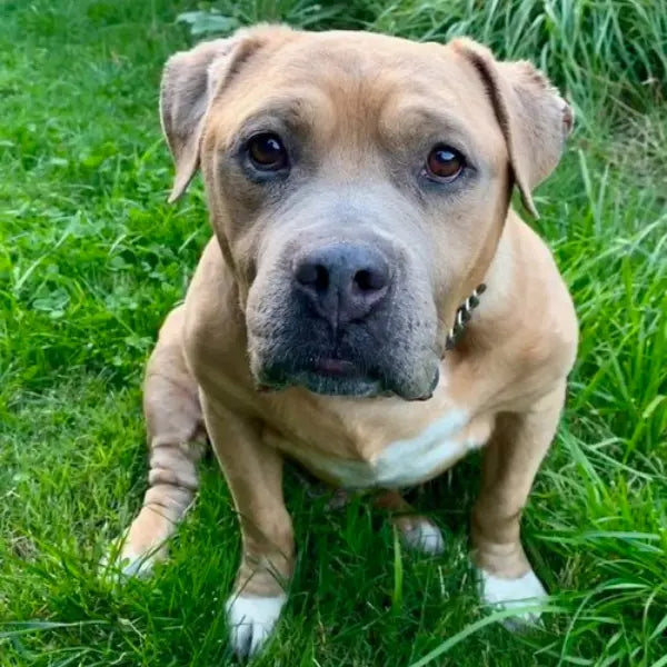 Pupdates The Gentle Pit
