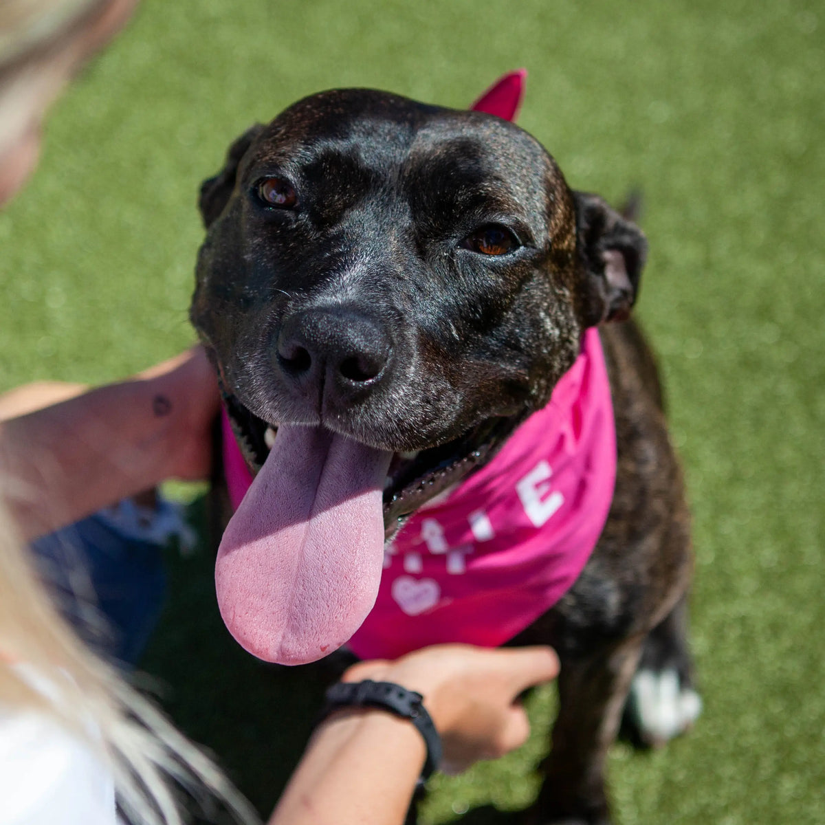 Pupdates The Gentle Pit