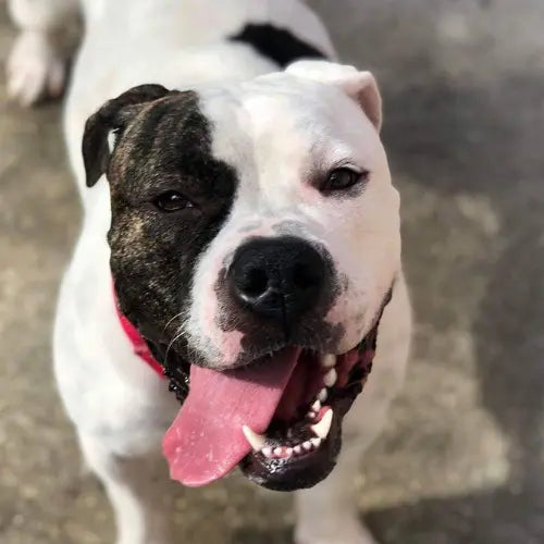 Pupdates The Gentle Pit