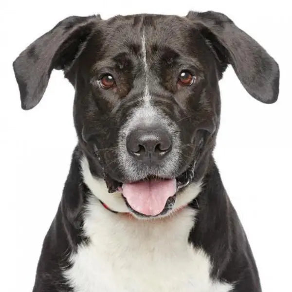 Pupdates The Gentle Pit