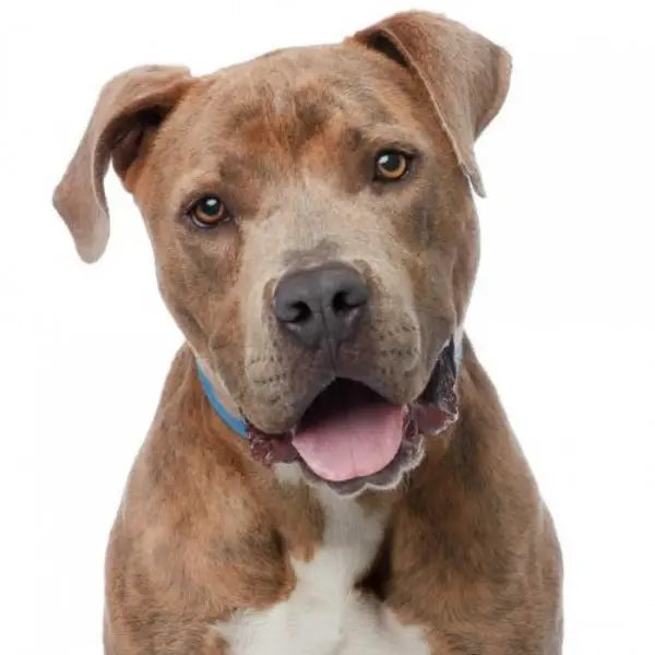 Pupdates The Gentle Pit