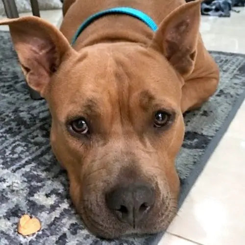 Pupdates The Gentle Pit