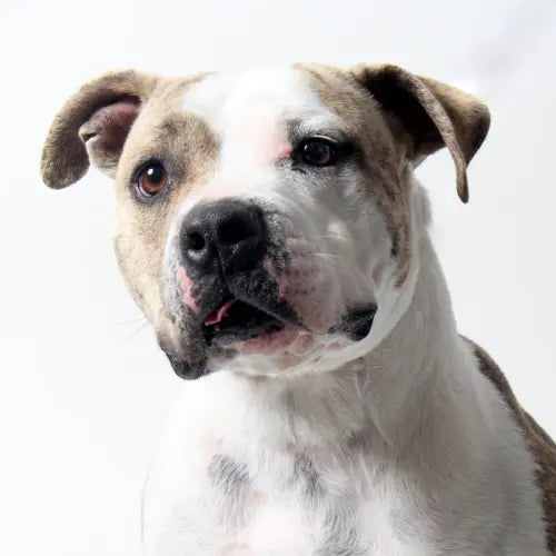 Pupdates The Gentle Pit