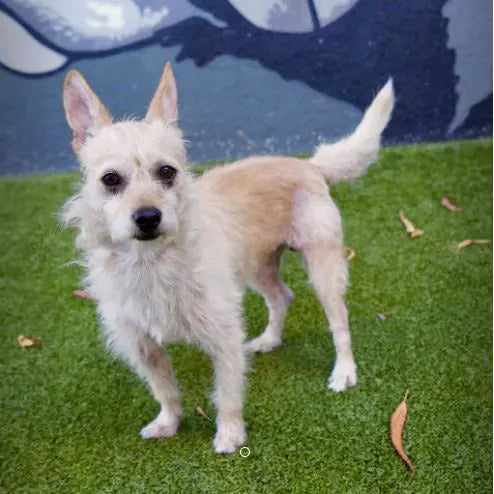 Pupdates The Gentle Pit