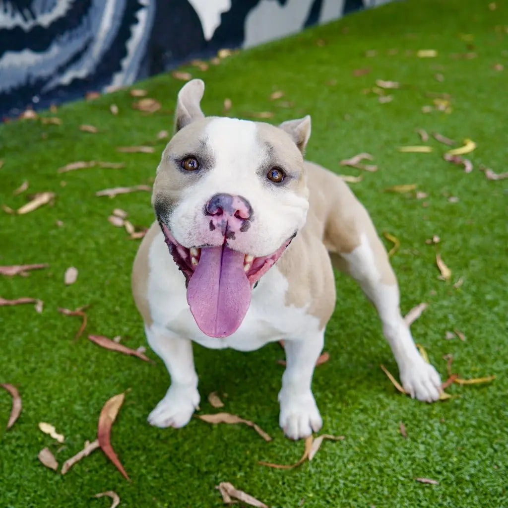 Pupdates The Gentle Pit