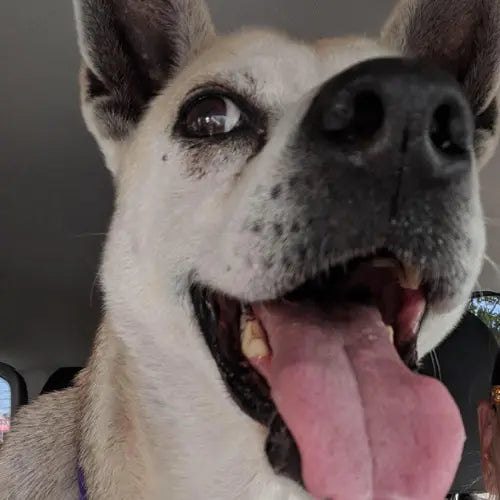 Pupdates The Gentle Pit