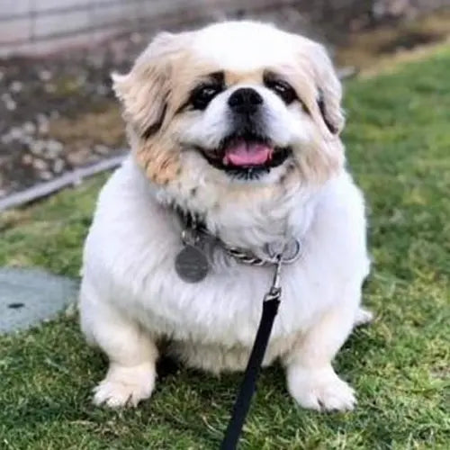 Pupdates The Gentle Pit