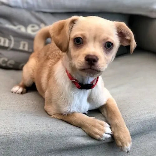 Pupdates The Gentle Pit