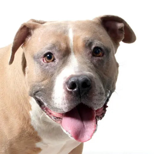 Pupdates The Gentle Pit