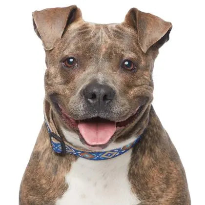 Pupdates The Gentle Pit