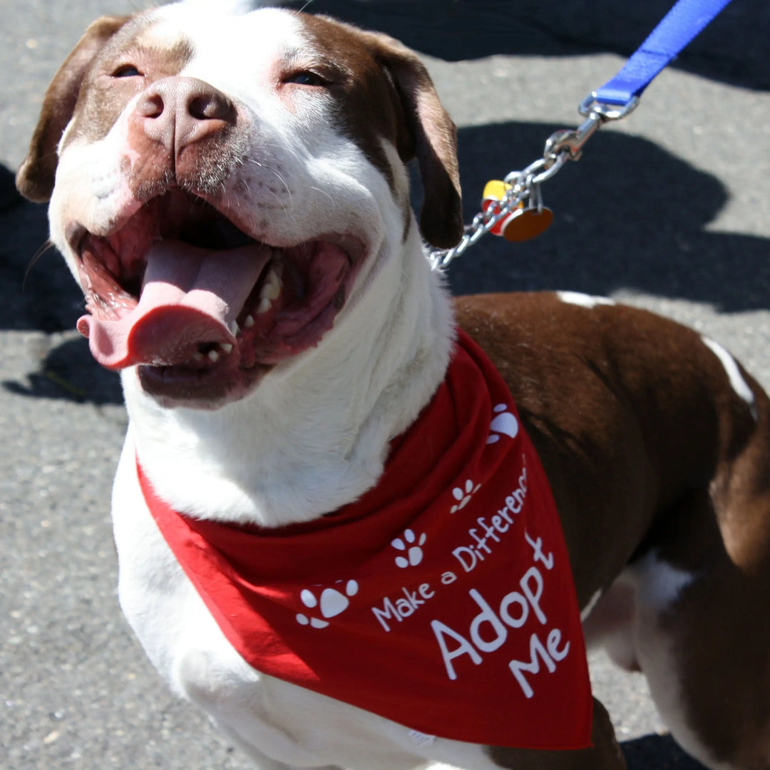 The Gentle Pit Blog The Gentle Pit