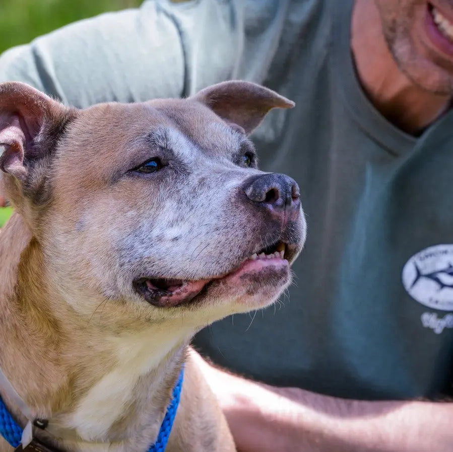 The Gentle Pit Blog The Gentle Pit