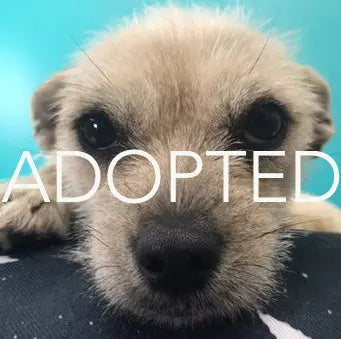 Pupdates The Gentle Pit