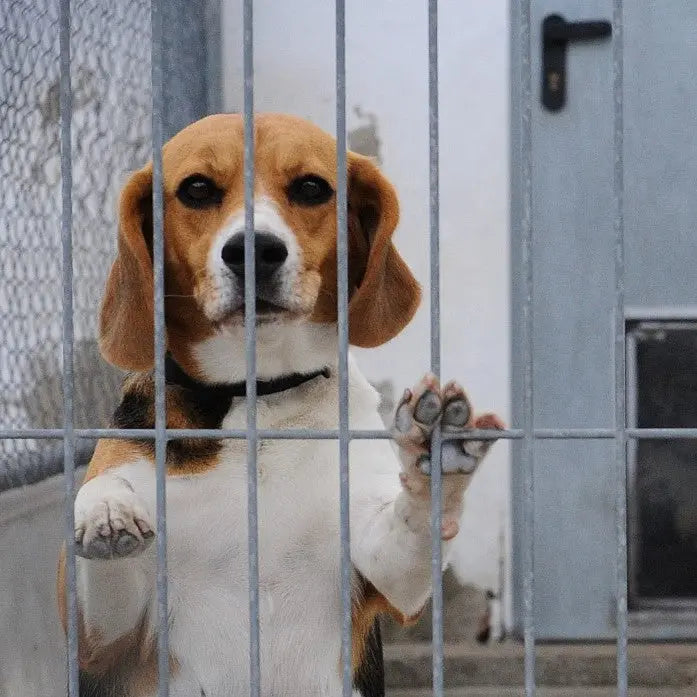 The Gentle Pit Blog The Gentle Pit