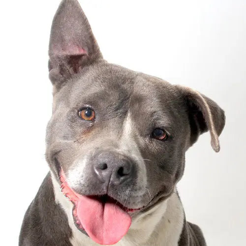 Pupdates The Gentle Pit