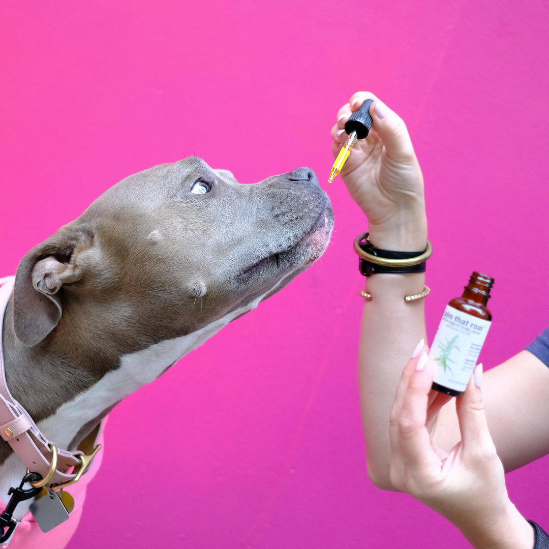 The Gentle Pit Blog The Gentle Pit