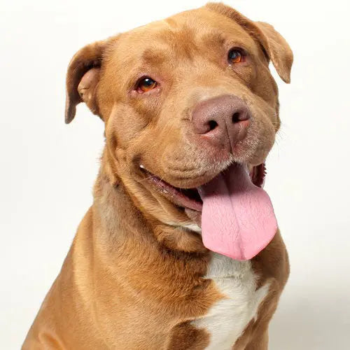 Pupdates The Gentle Pit