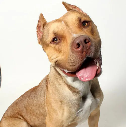 Pupdates The Gentle Pit