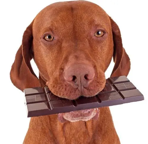 The Gentle Pit Blog The Gentle Pit