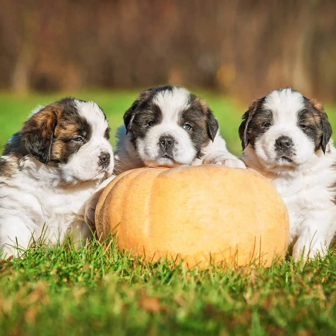The Gentle Pit Blog The Gentle Pit